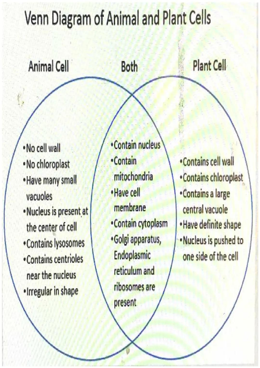 Plant vs Animal Cells 
