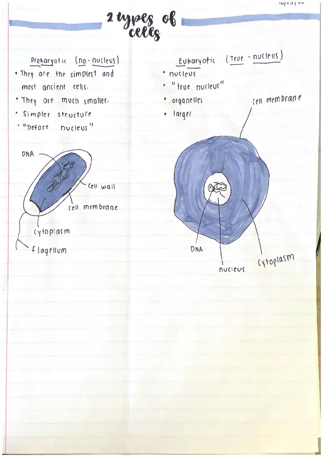 10 Differences Between Prokaryotic and Eukaryotic Cells - Simple Guide with Diagrams