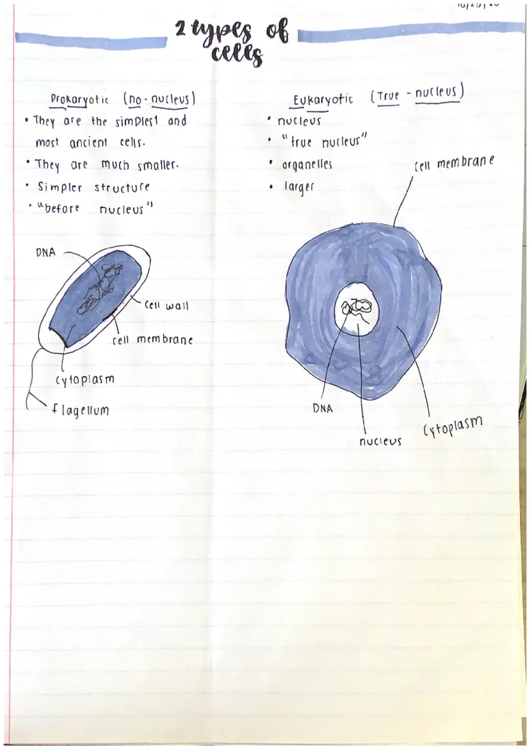 Prokaryotic (no nucleus)
•They are the simplest and
most ancient cells.
•
2 types of
celes
• They are much smaller.
• Simpler structure
"bef