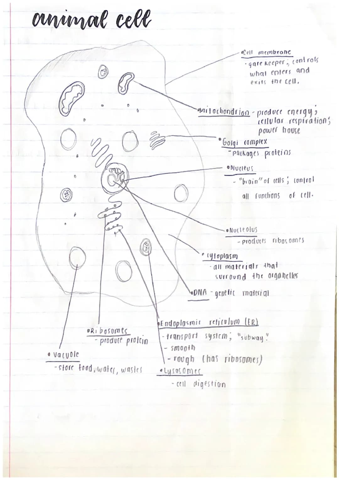 Prokaryotic (no nucleus)
•They are the simplest and
most ancient cells.
•
2 types of
celes
• They are much smaller.
• Simpler structure
"bef