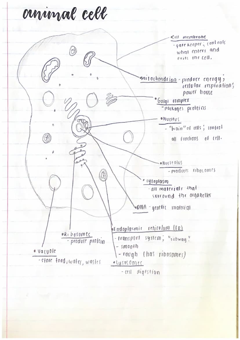 Prokaryotic (no nucleus)
•They are the simplest and
most ancient cells.
•
2 types of
celes
• They are much smaller.
• Simpler structure
"bef