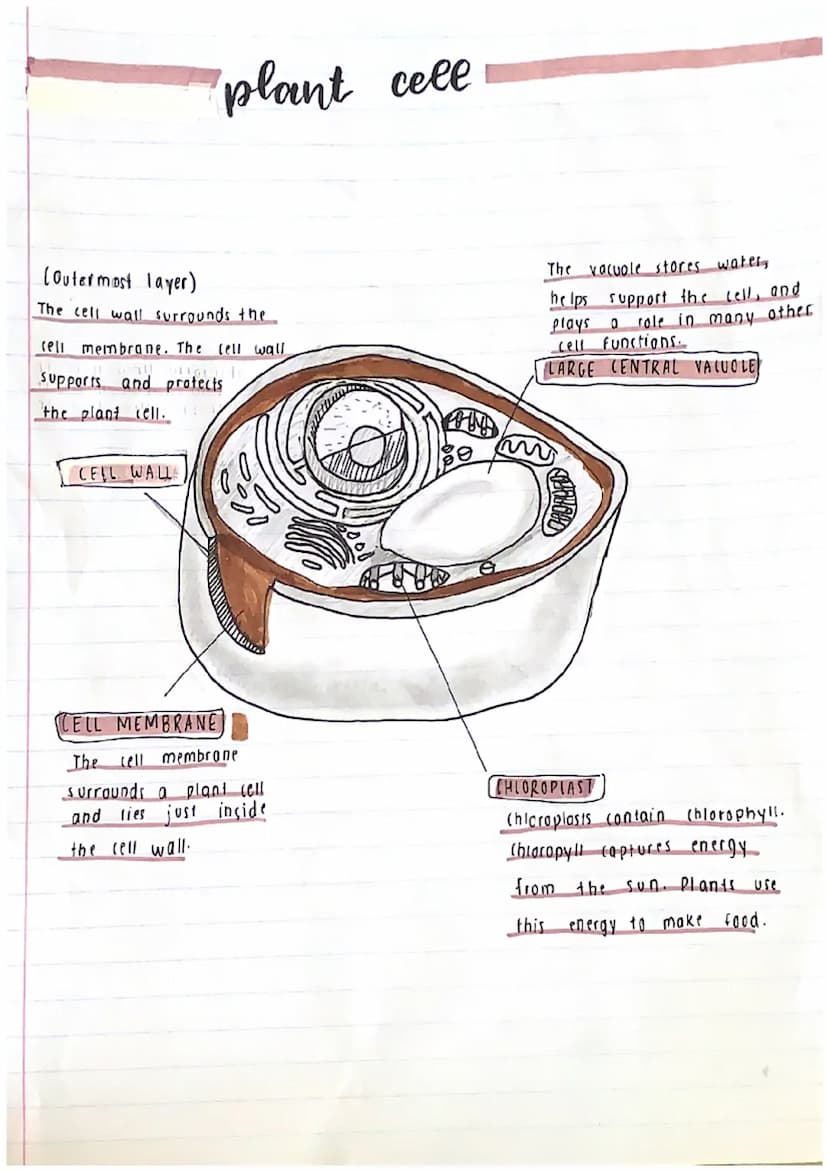 Prokaryotic (no nucleus)
•They are the simplest and
most ancient cells.
•
2 types of
celes
• They are much smaller.
• Simpler structure
"bef