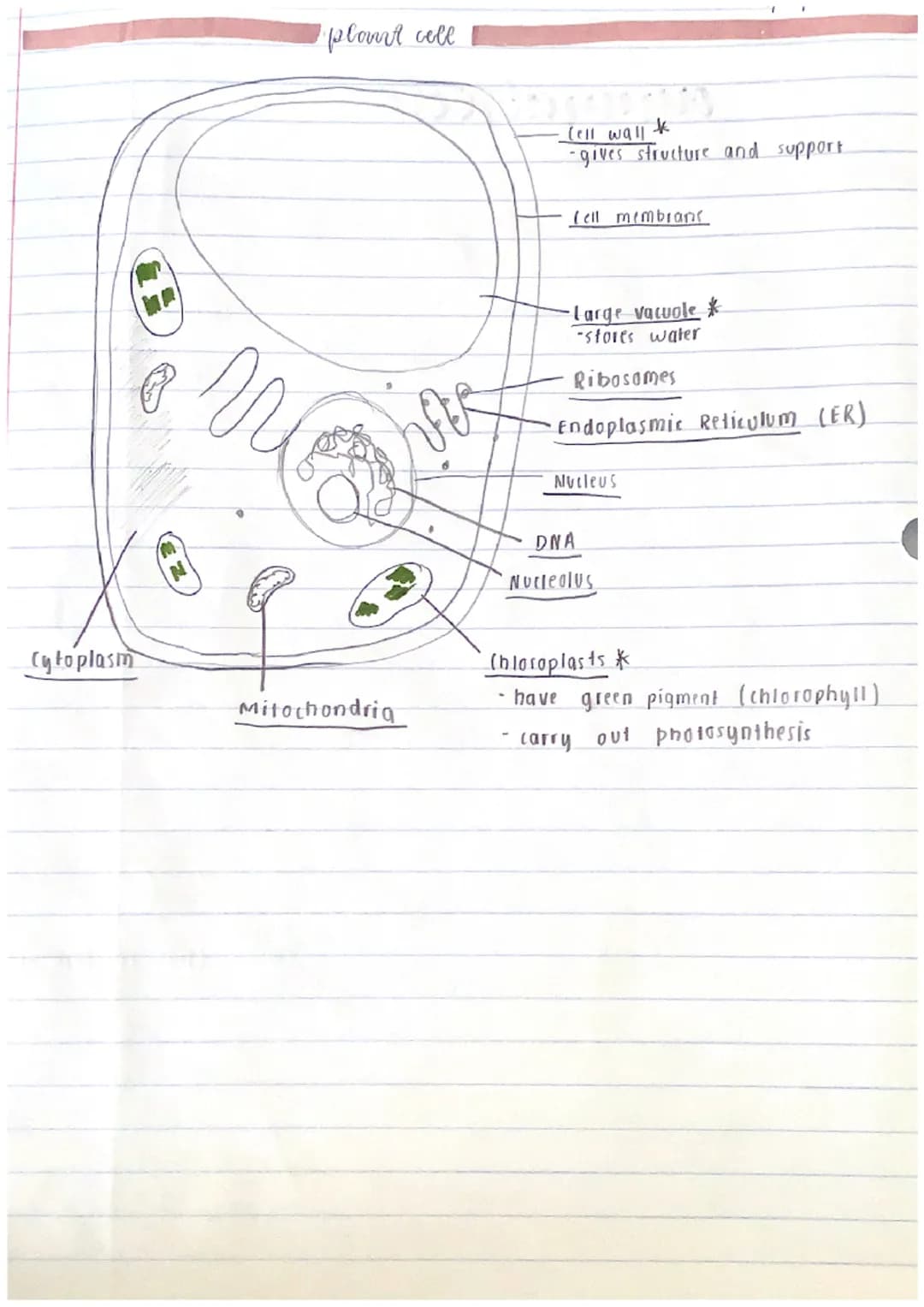 Prokaryotic (no nucleus)
•They are the simplest and
most ancient cells.
•
2 types of
celes
• They are much smaller.
• Simpler structure
"bef