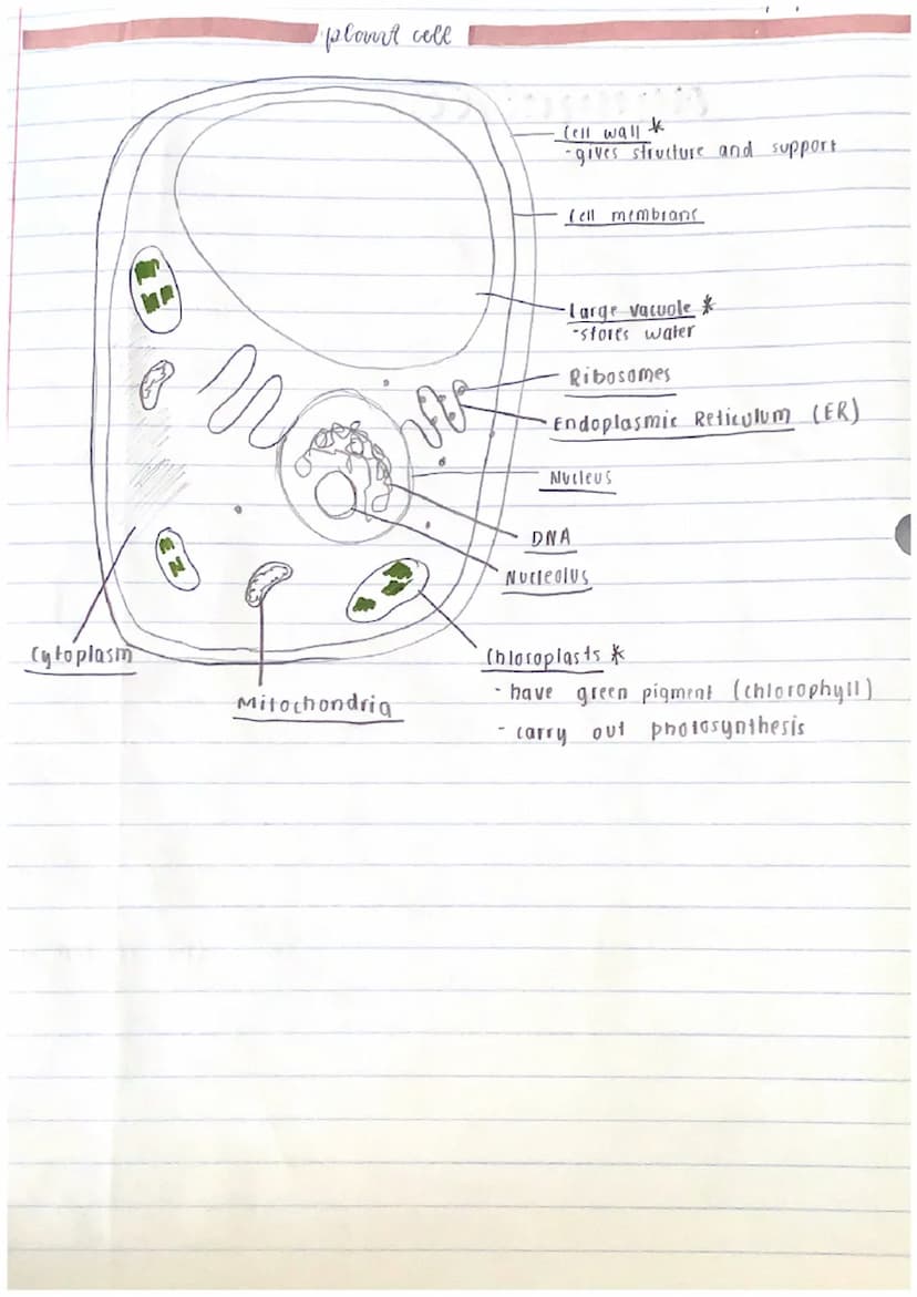 Prokaryotic (no nucleus)
•They are the simplest and
most ancient cells.
•
2 types of
celes
• They are much smaller.
• Simpler structure
"bef