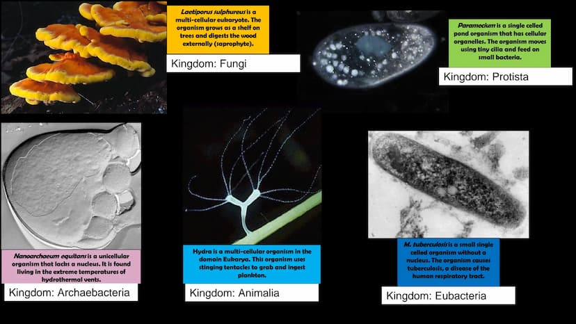 Animals
10
Protists
Plants
Bacteria
Fungi
Archaea
Kingdom
Characteristics
Instructions: Use
the Classification
Notes, the
textbook, and
vide