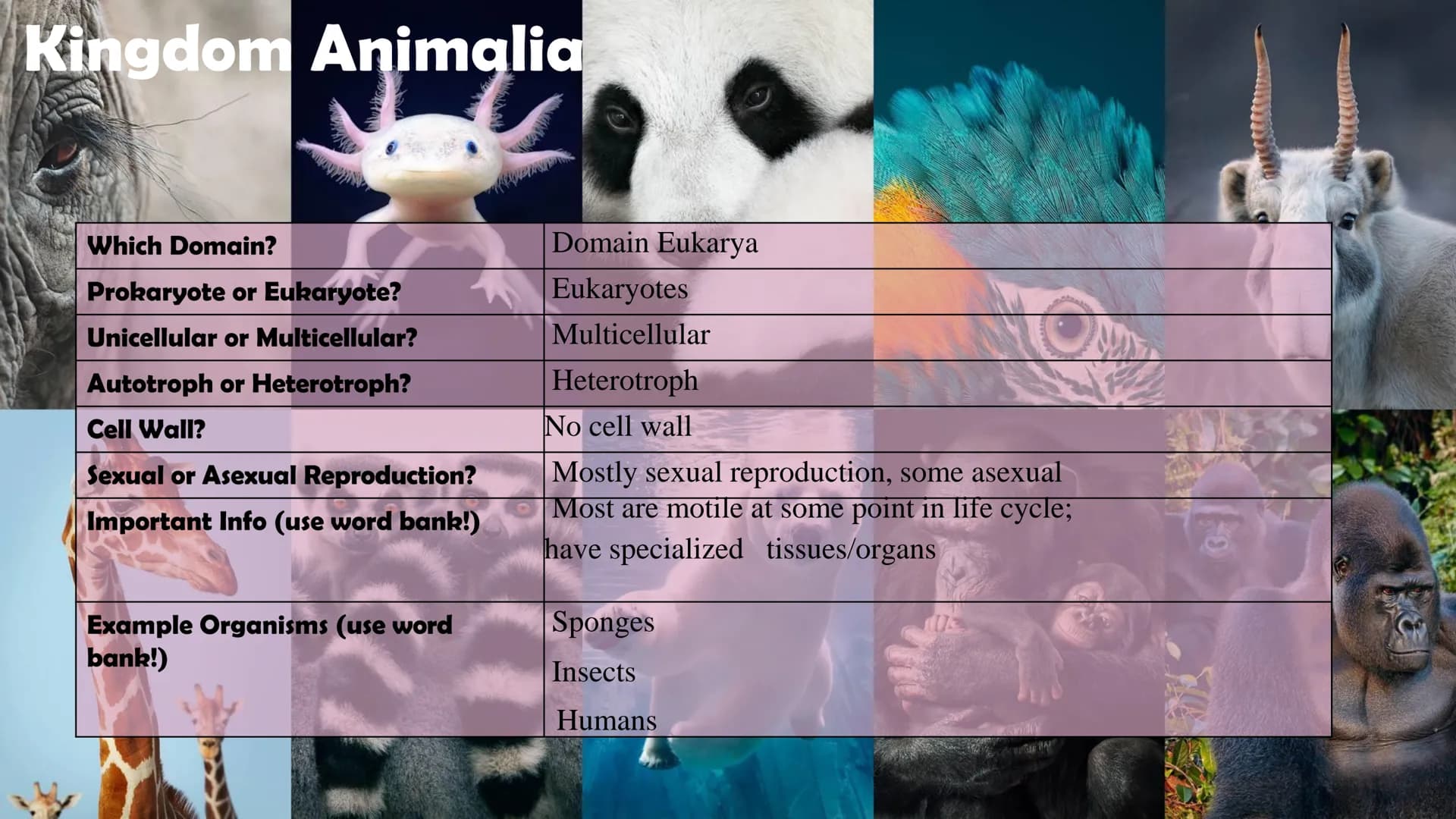 Animals
10
Protists
Plants
Bacteria
Fungi
Archaea
Kingdom
Characteristics
Instructions: Use
the Classification
Notes, the
textbook, and
vide