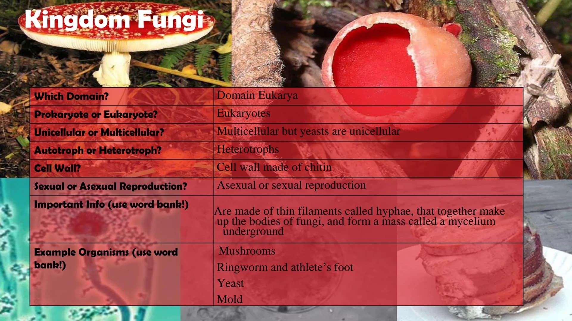 Animals
10
Protists
Plants
Bacteria
Fungi
Archaea
Kingdom
Characteristics
Instructions: Use
the Classification
Notes, the
textbook, and
vide