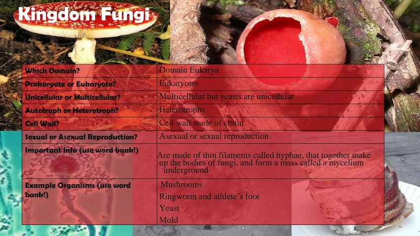 Animals
10
Protists
Plants
Bacteria
Fungi
Archaea
Kingdom
Characteristics
Instructions: Use
the Classification
Notes, the
textbook, and
vide