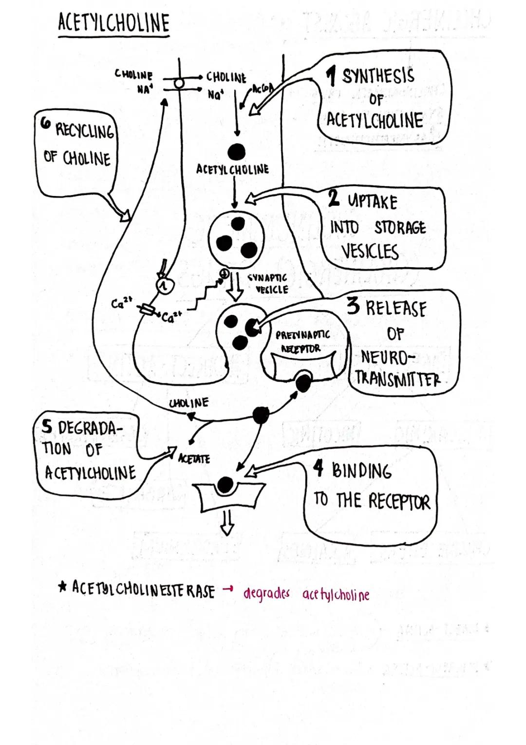 Cholinergic Drugs: Types, Uses, and Side Effects