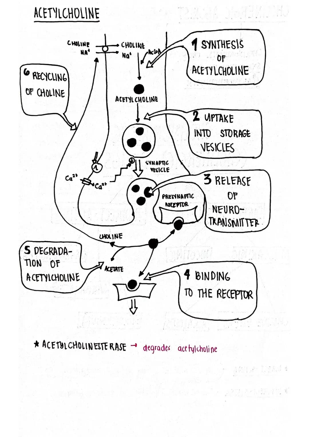 ACETYLCHOLINE
CHOLINE
NA*
6
RECYCLING
OF CHOLINE
Ca²+
S DEGRADA-
Pr
TION OF
ACETYLCHOLINE
+Cast
CHOLINE
Na*
ACETYLCHOLINE
CHOLINE
ACETATE
SY