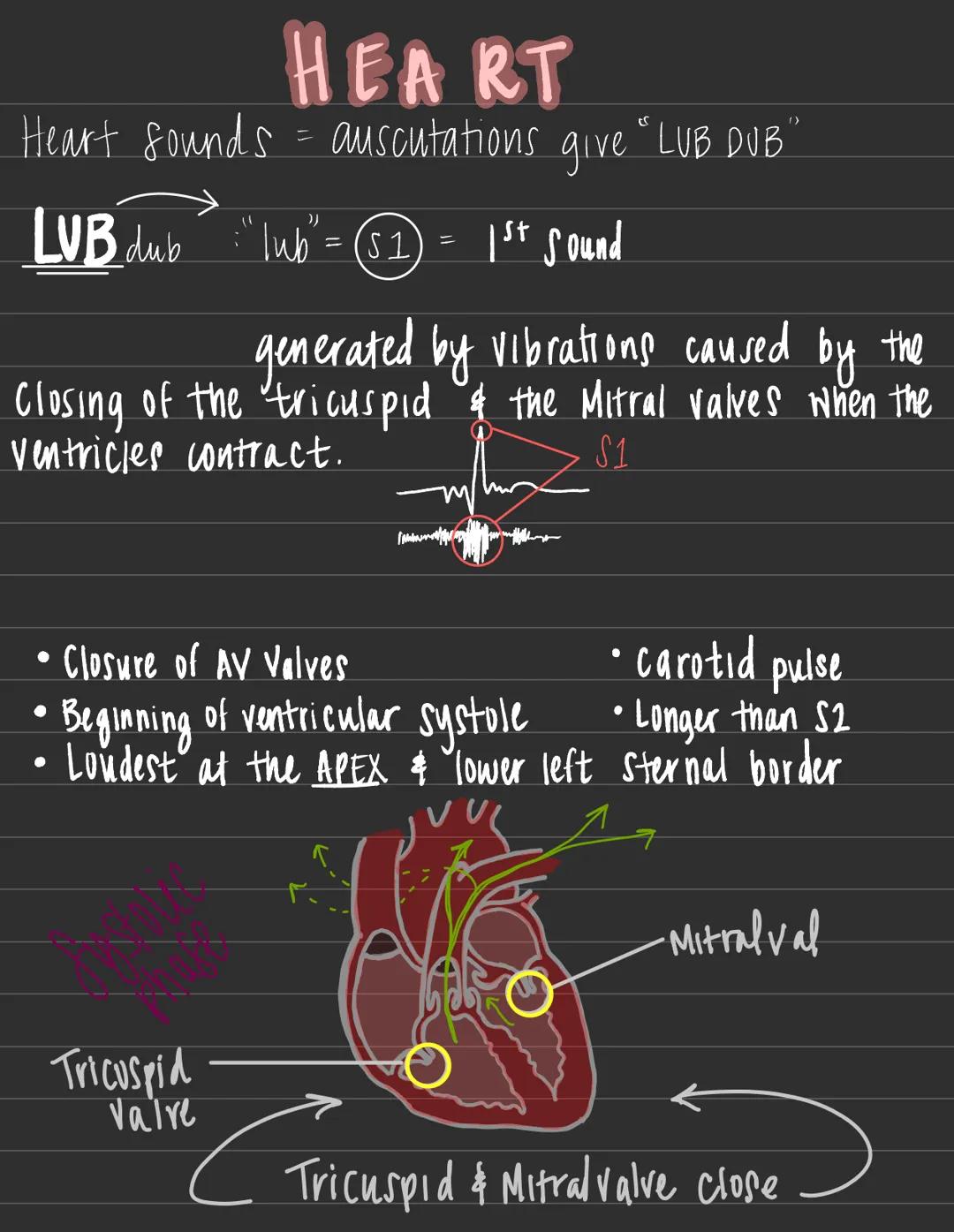 HEART
Heart sounds = auscutations give "LUB DUB"
LVB dub :" lub " = (√₁) =
generated by vibrations caused by the
Closing of the tricuspid & 