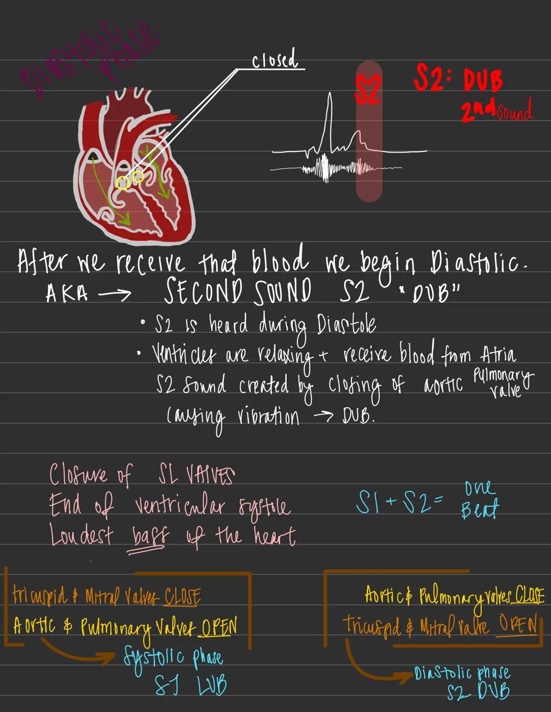 HEART
Heart sounds = auscutations give "LUB DUB"
LVB dub :" lub " = (√₁) =
generated by vibrations caused by the
Closing of the tricuspid & 