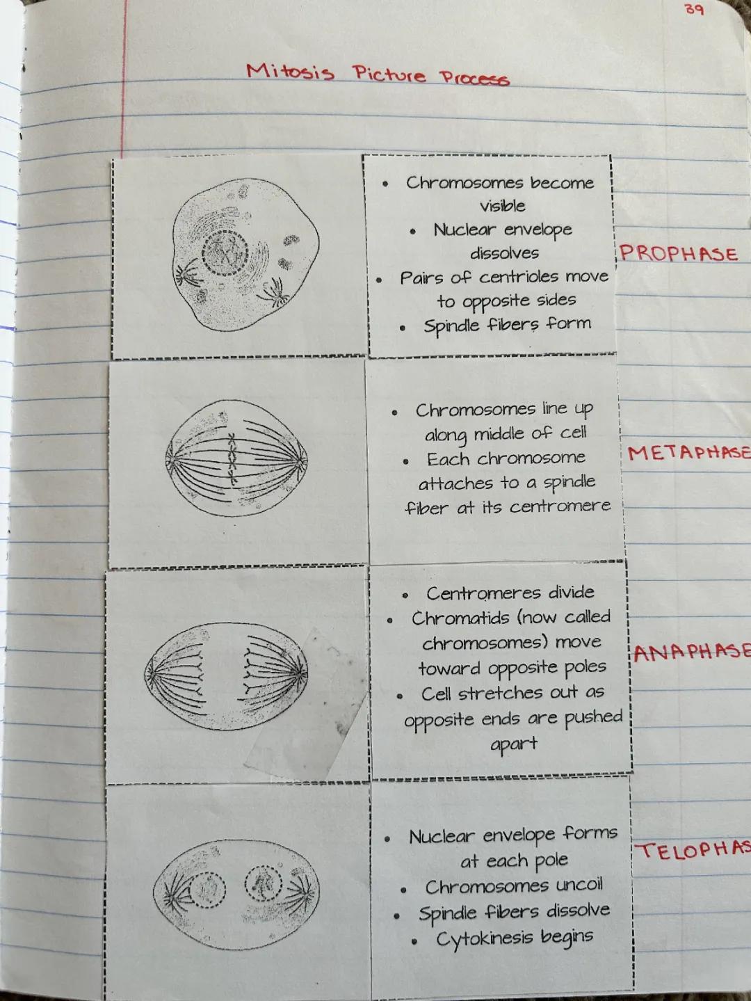 7th Grade Advanced Biology: Differences Between Mitosis and Meiosis