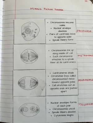 Know Meiosis and Mitosis thumbnail