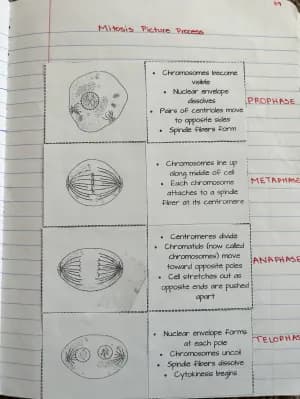 Know Meiosis and Mitosis thumbnail