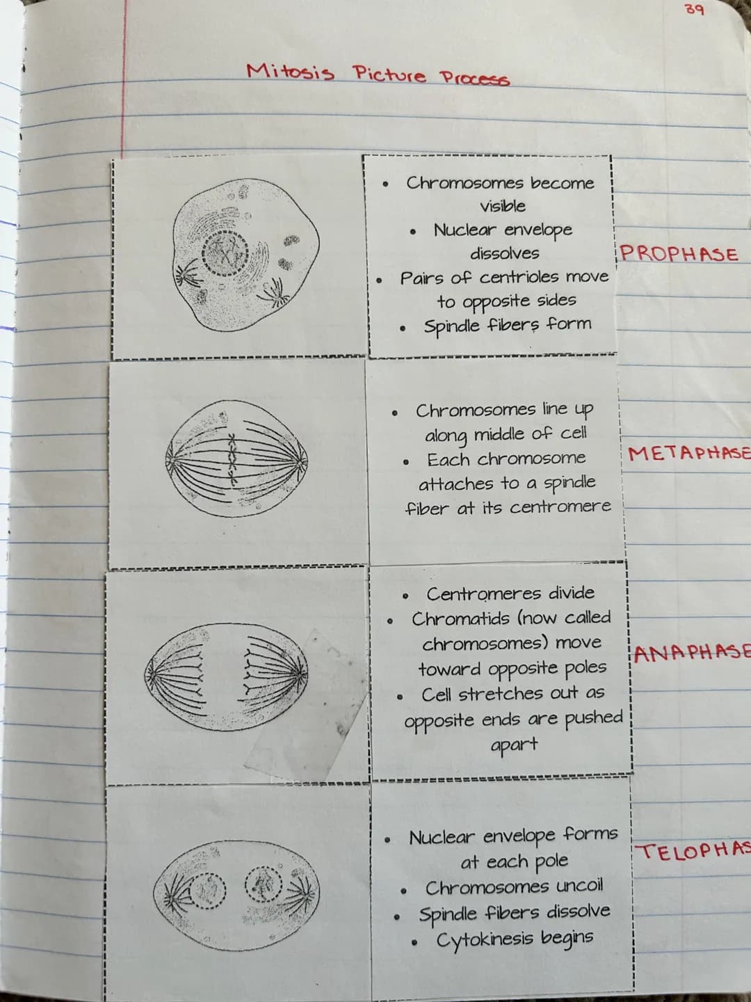 Mitosis Picture Process
ME
· Chromosomes become
●
●
●
dissolves
Pairs of centrioles move
to opposite sides
Spindle fibers form
●
visible
0
N
