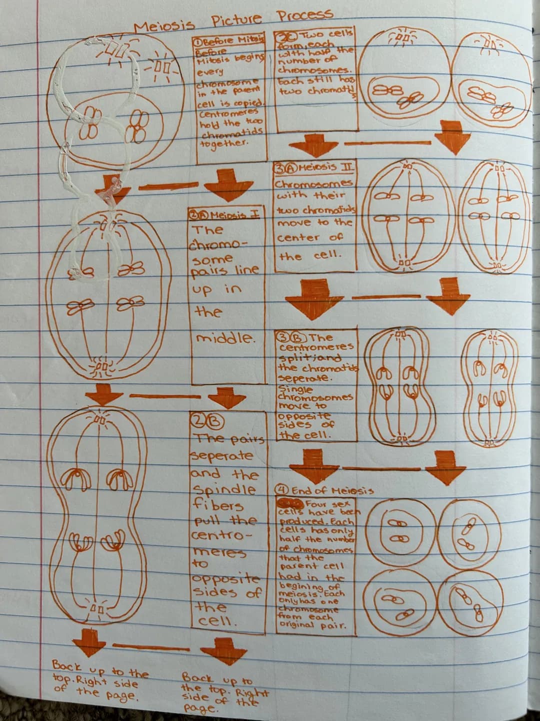 Mitosis Picture Process
ME
· Chromosomes become
●
●
●
dissolves
Pairs of centrioles move
to opposite sides
Spindle fibers form
●
visible
0
N