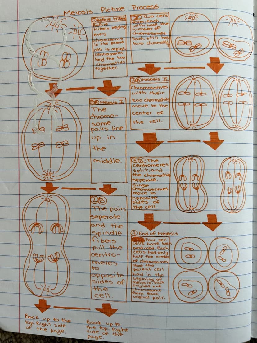 Mitosis Picture Process
ME
· Chromosomes become
●
●
●
dissolves
Pairs of centrioles move
to opposite sides
Spindle fibers form
●
visible
0
N