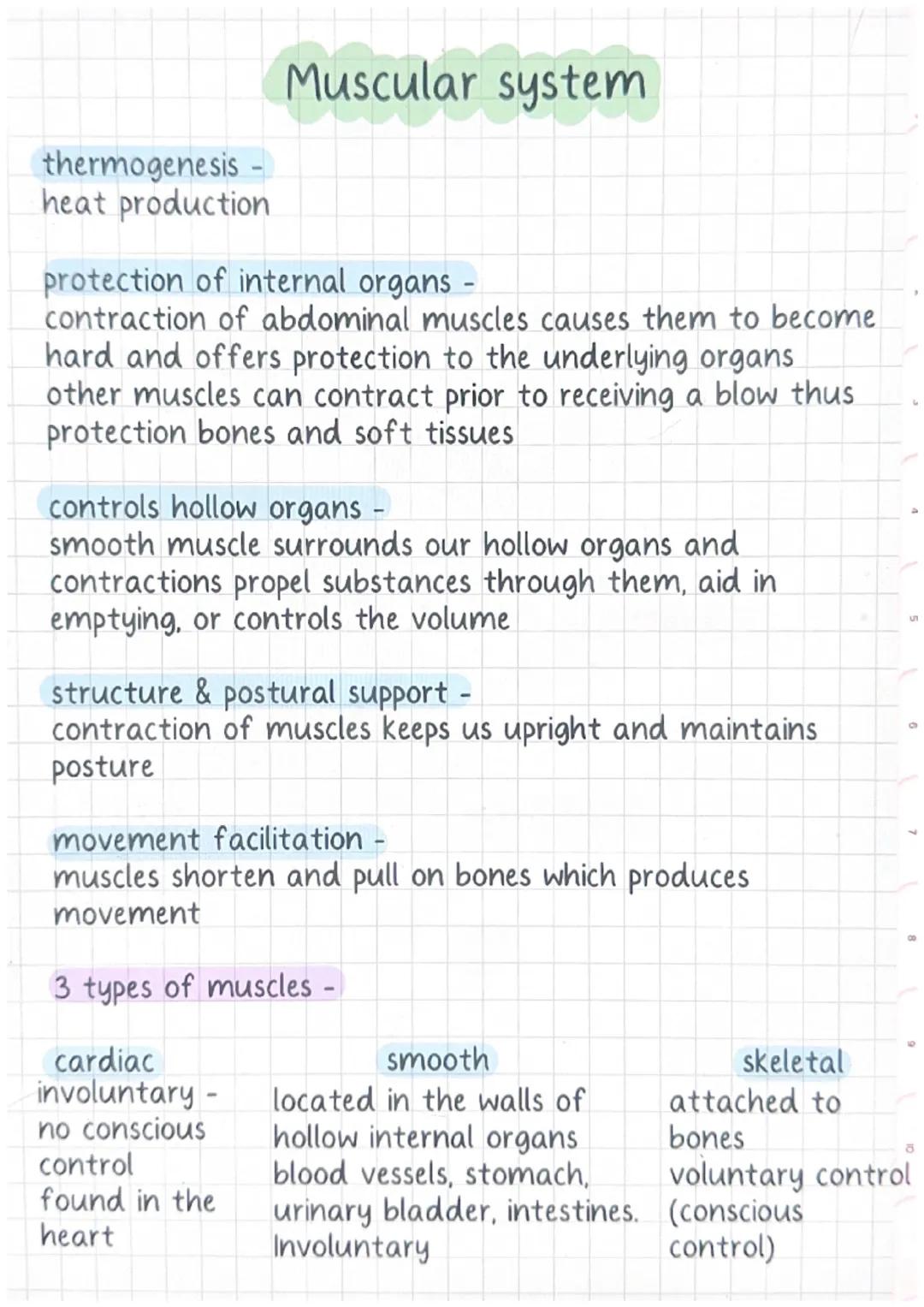 ### Muscular system

thermogenesis -
heat production

protection of internal organs -
contraction of abdominal muscles causes them to become