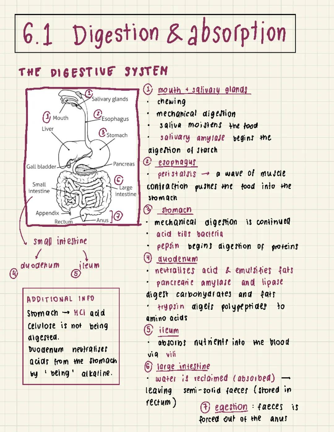 6.1 digestion & absorption | ib biology sl