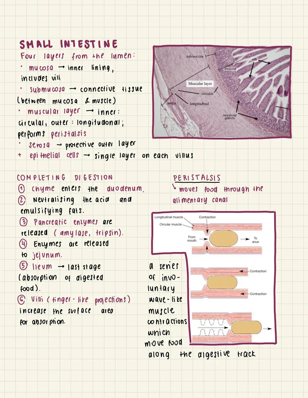 A
6.1 Digestion & absorption
THE DIGESTIVE SYSTEM
Liver
Mouth
Gall bladder.
Small
intestine
Appendix
Rectum
Small intestine
✓
duodenum
I
Sal