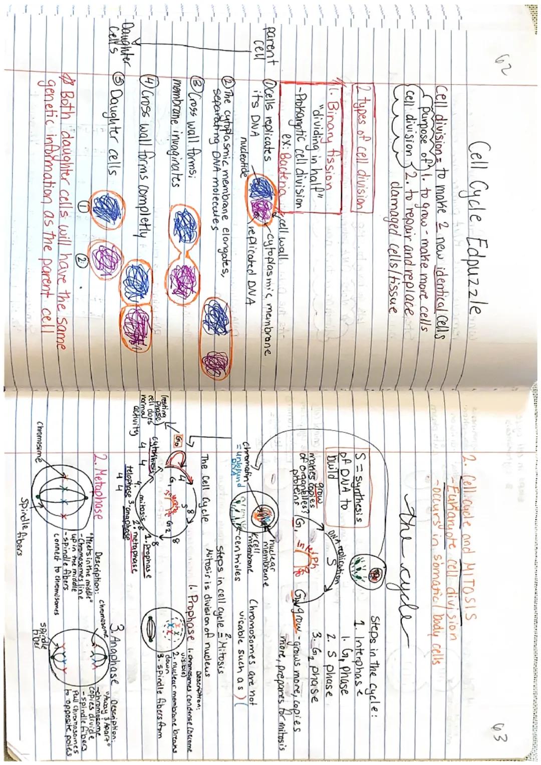 62
Cell Cycle Edpuzzle
Cell division = to make 2 new identical Cells
purpose of) 1. to grow - make more cells
• cell division 2. to repair a