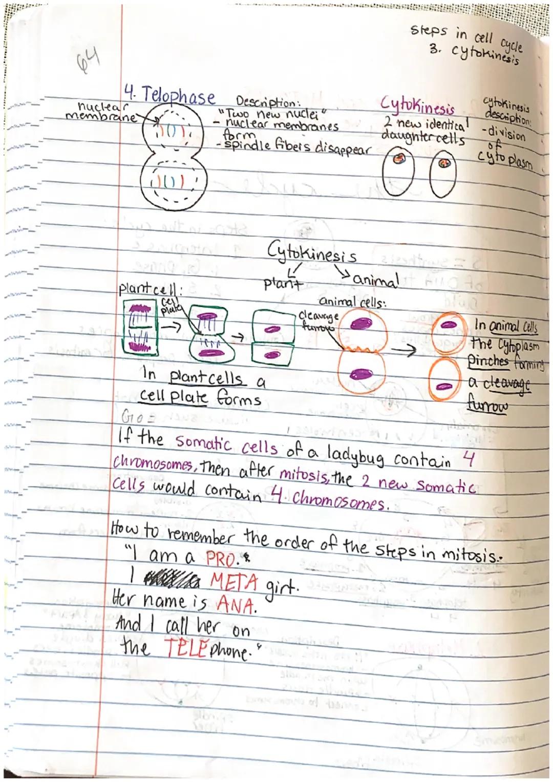 62
Cell Cycle Edpuzzle
Cell division = to make 2 new identical Cells
purpose of) 1. to grow - make more cells
• cell division 2. to repair a