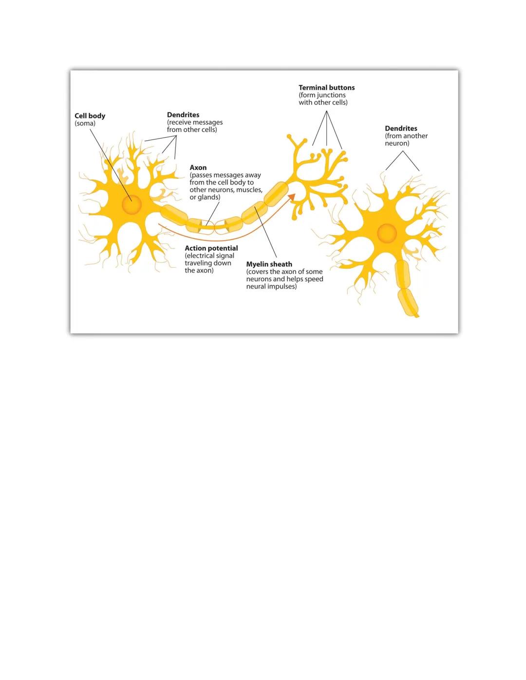 AP PSYCHOLOGY UNIT 2 - 2.5 Influence of
Drugs on Neural Firing
Psychoactive Drugs:
Definition and Effects: Psychoactive drugs encompass a wi