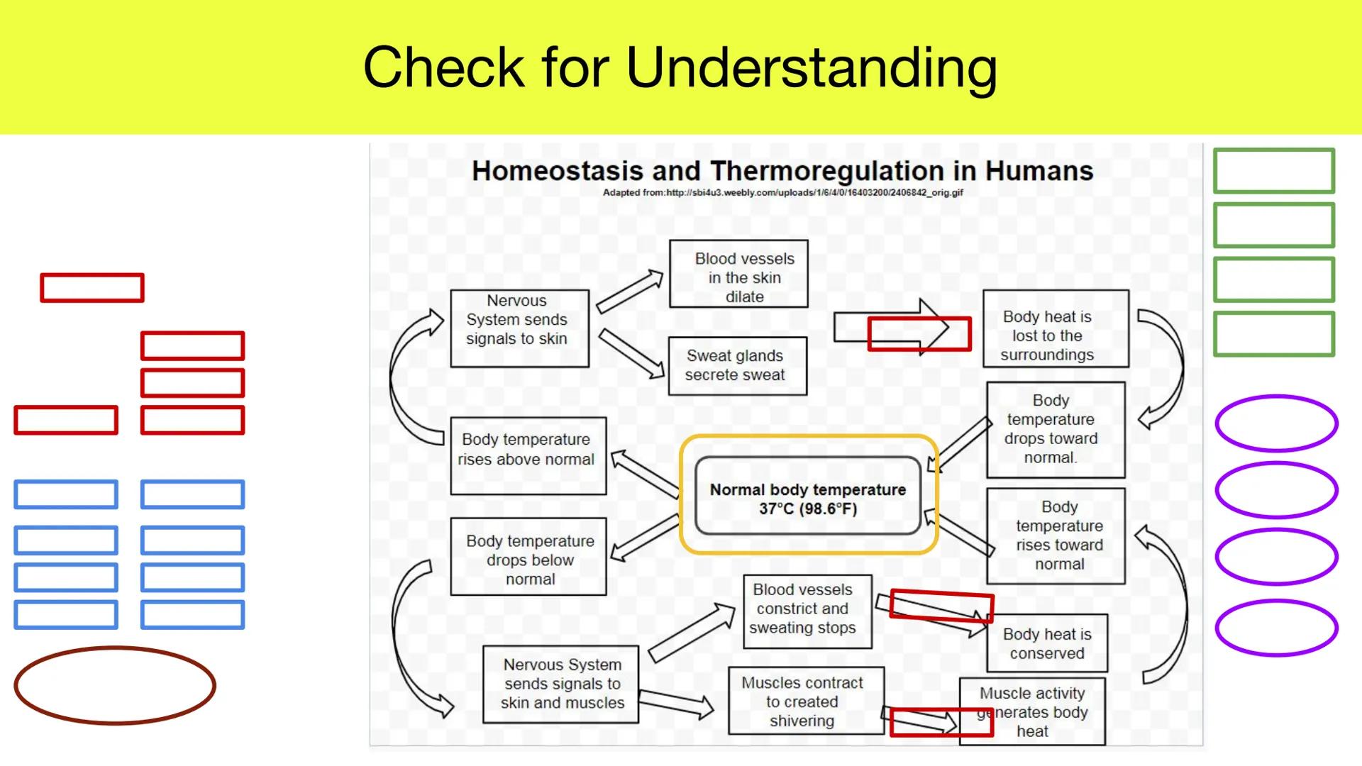 # Day 5 Homeostasis part 1 # Introduction to Thermoregulation in Humans

What is thermoregulation, and why is it important for the human bod