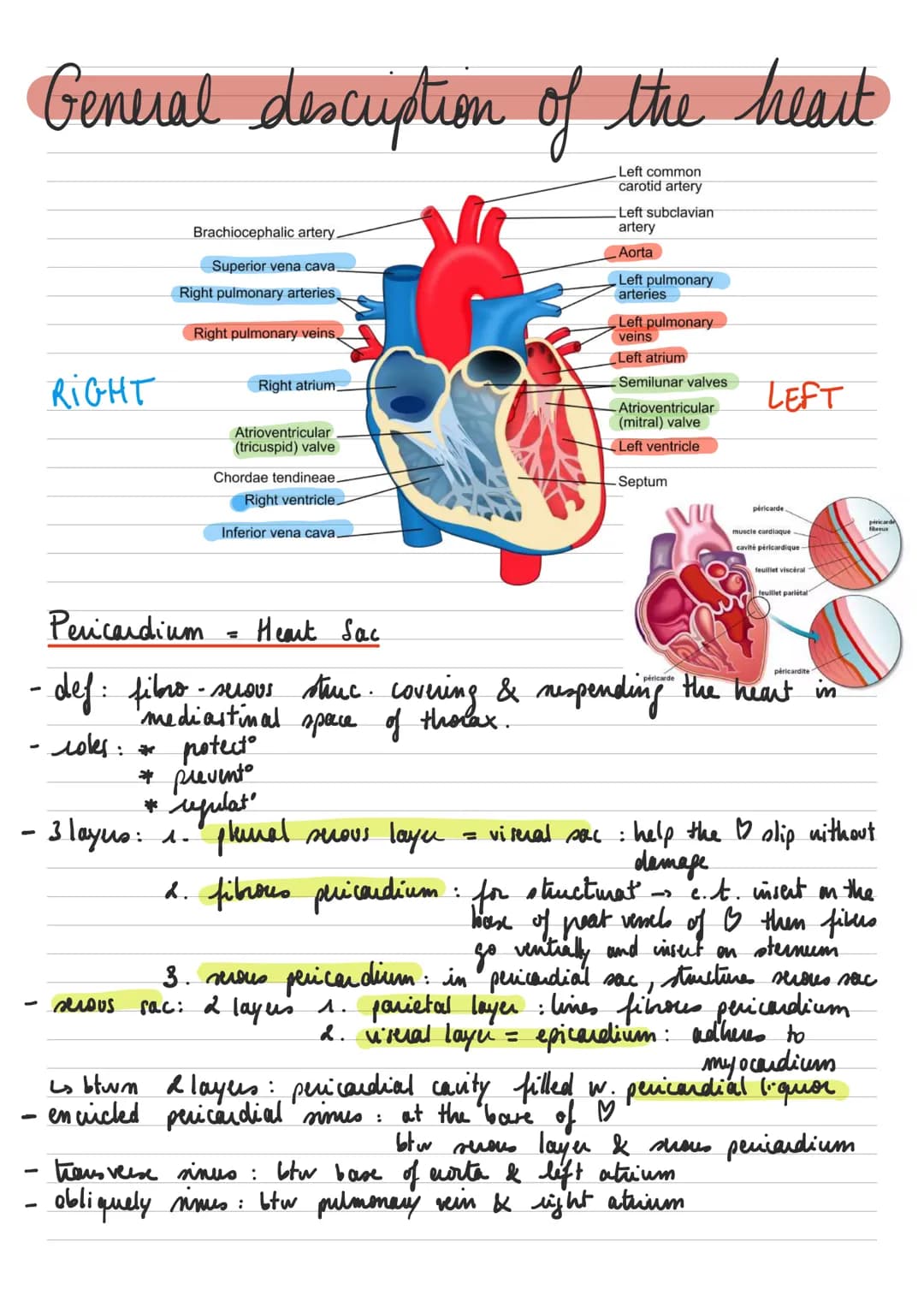 General descuption of the heart
Left common
carotid artery
RIGHT
-
-
* : عامر
- sisus
-
Brachiocephalic artery.
Superior vena cava.
Right pu