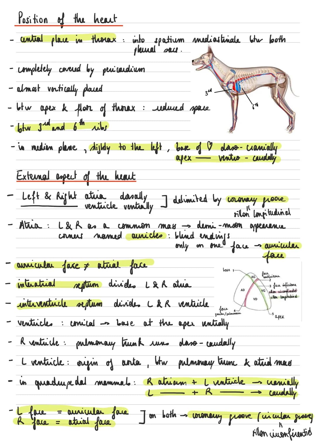 General descuption of the heart
Left common
carotid artery
RIGHT
-
-
* : عامر
- sisus
-
Brachiocephalic artery.
Superior vena cava.
Right pu