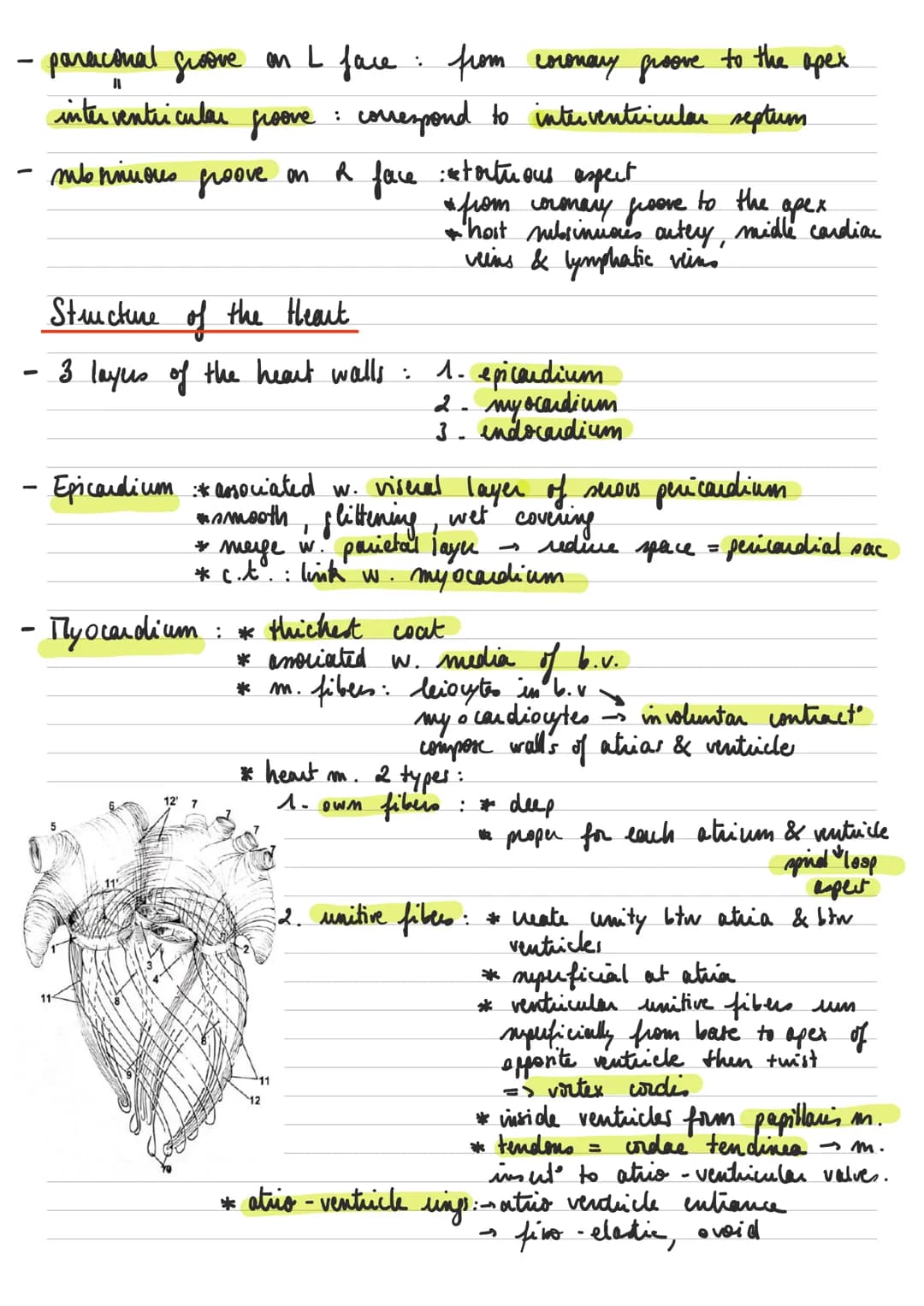 General descuption of the heart
Left common
carotid artery
RIGHT
-
-
* : عامر
- sisus
-
Brachiocephalic artery.
Superior vena cava.
Right pu