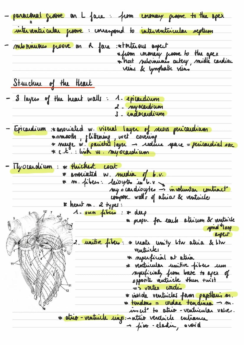 General descuption of the heart
Left common
carotid artery
RIGHT
-
-
* : عامر
- sisus
-
Brachiocephalic artery.
Superior vena cava.
Right pu