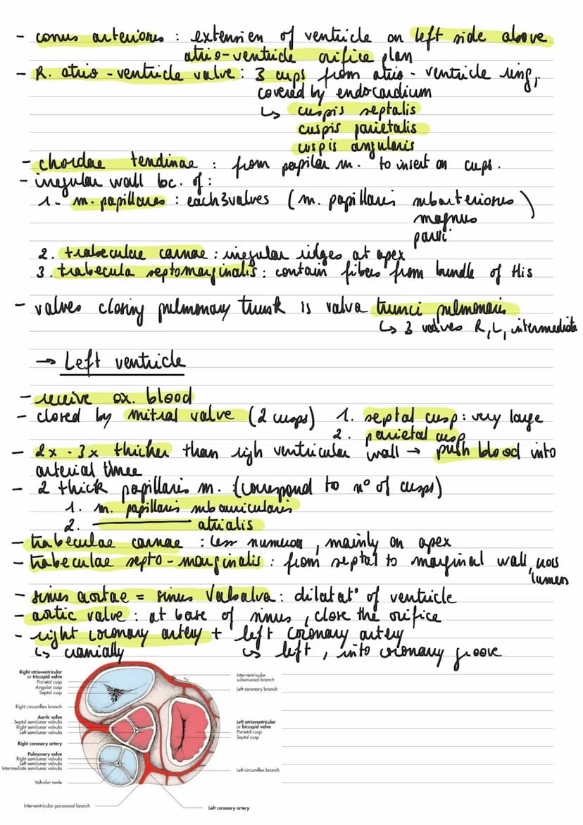 General descuption of the heart
Left common
carotid artery
RIGHT
-
-
* : عامر
- sisus
-
Brachiocephalic artery.
Superior vena cava.
Right pu