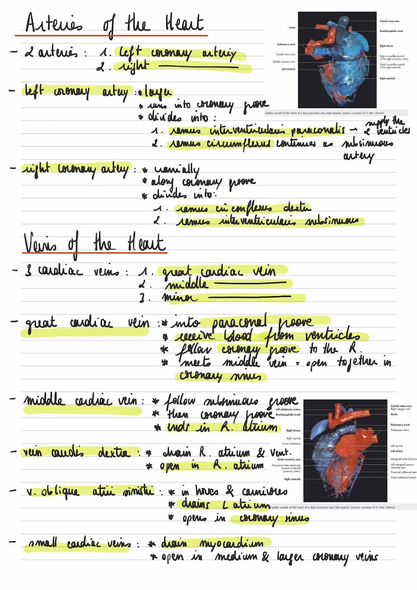 General descuption of the heart
Left common
carotid artery
RIGHT
-
-
* : عامر
- sisus
-
Brachiocephalic artery.
Superior vena cava.
Right pu