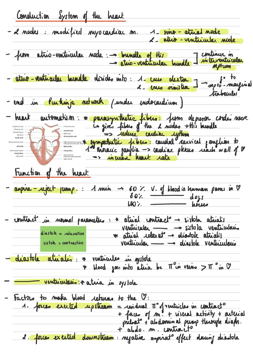 General descuption of the heart
Left common
carotid artery
RIGHT
-
-
* : عامر
- sisus
-
Brachiocephalic artery.
Superior vena cava.
Right pu