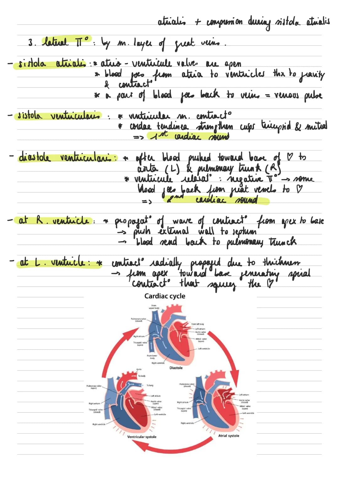 General descuption of the heart
Left common
carotid artery
RIGHT
-
-
* : عامر
- sisus
-
Brachiocephalic artery.
Superior vena cava.
Right pu