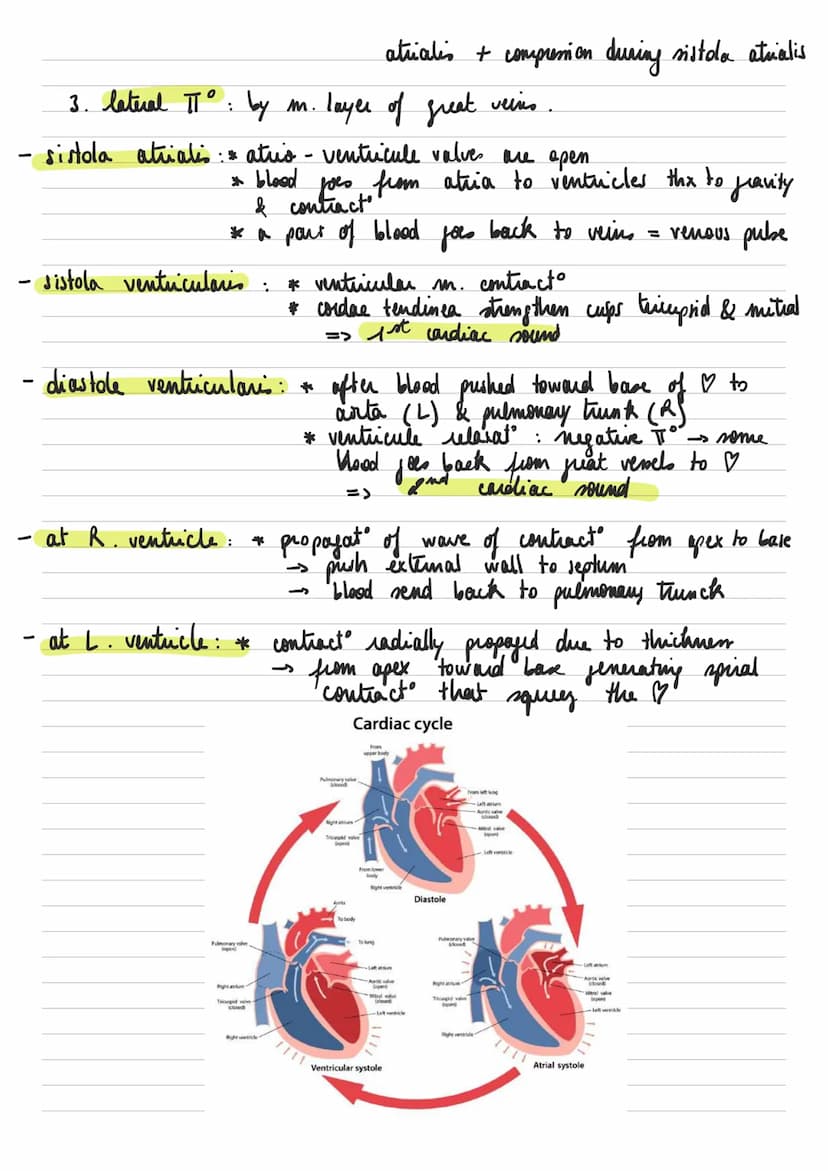 General descuption of the heart
Left common
carotid artery
RIGHT
-
-
* : عامر
- sisus
-
Brachiocephalic artery.
Superior vena cava.
Right pu