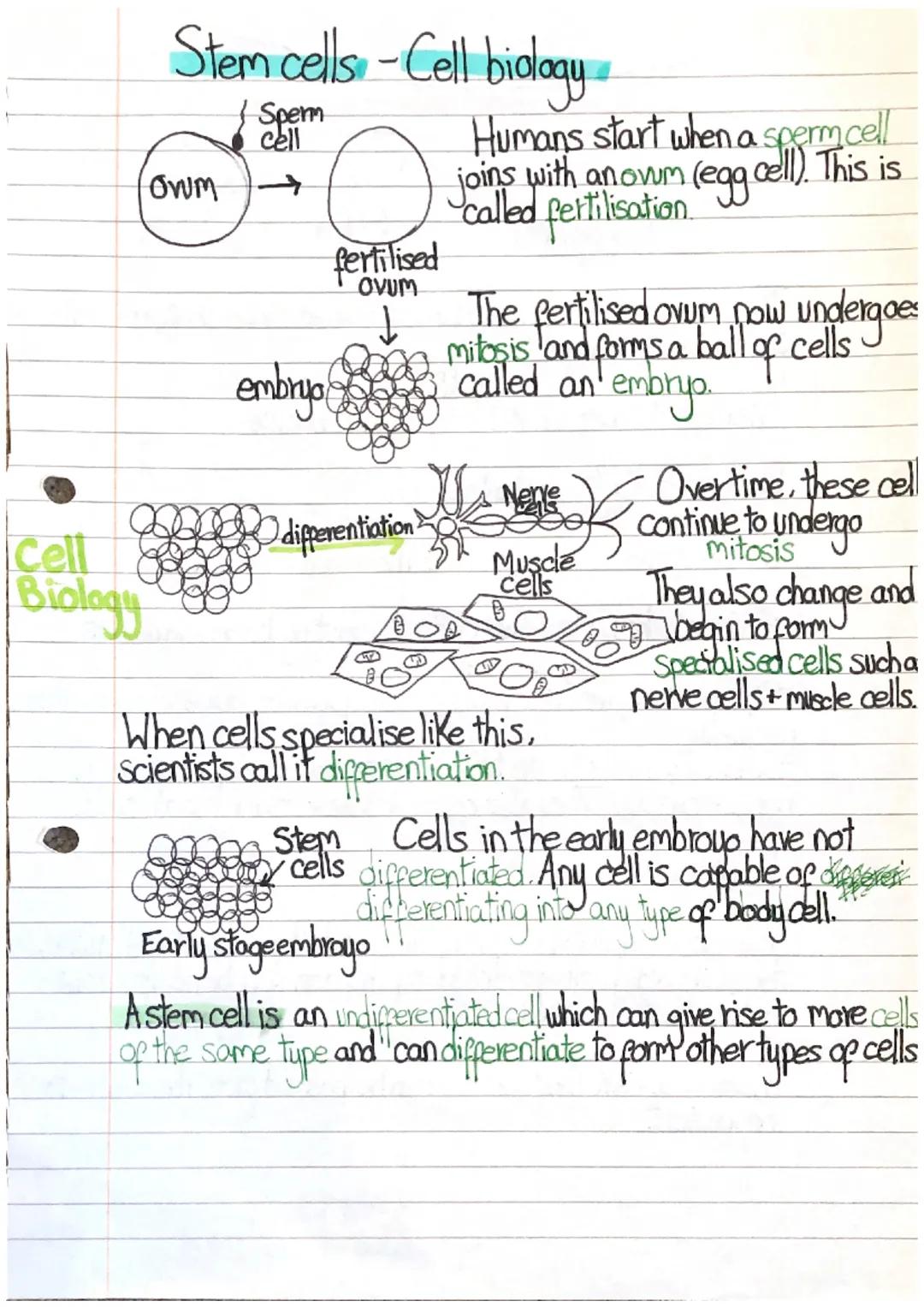 # Stem cells -Cell biology

Sperm
cell

Owm

embryo

fertilised
OVUM

difperentiation>

Humans start when a sperm cell
joins with anowm (egg
