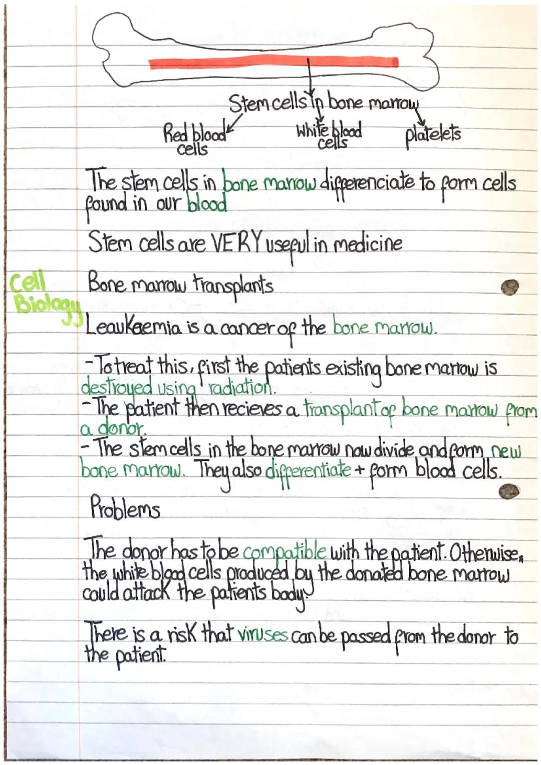 # Stem cells -Cell biology

Sperm
cell

Owm

embryo

fertilised
OVUM

difperentiation>

Humans start when a sperm cell
joins with anowm (egg