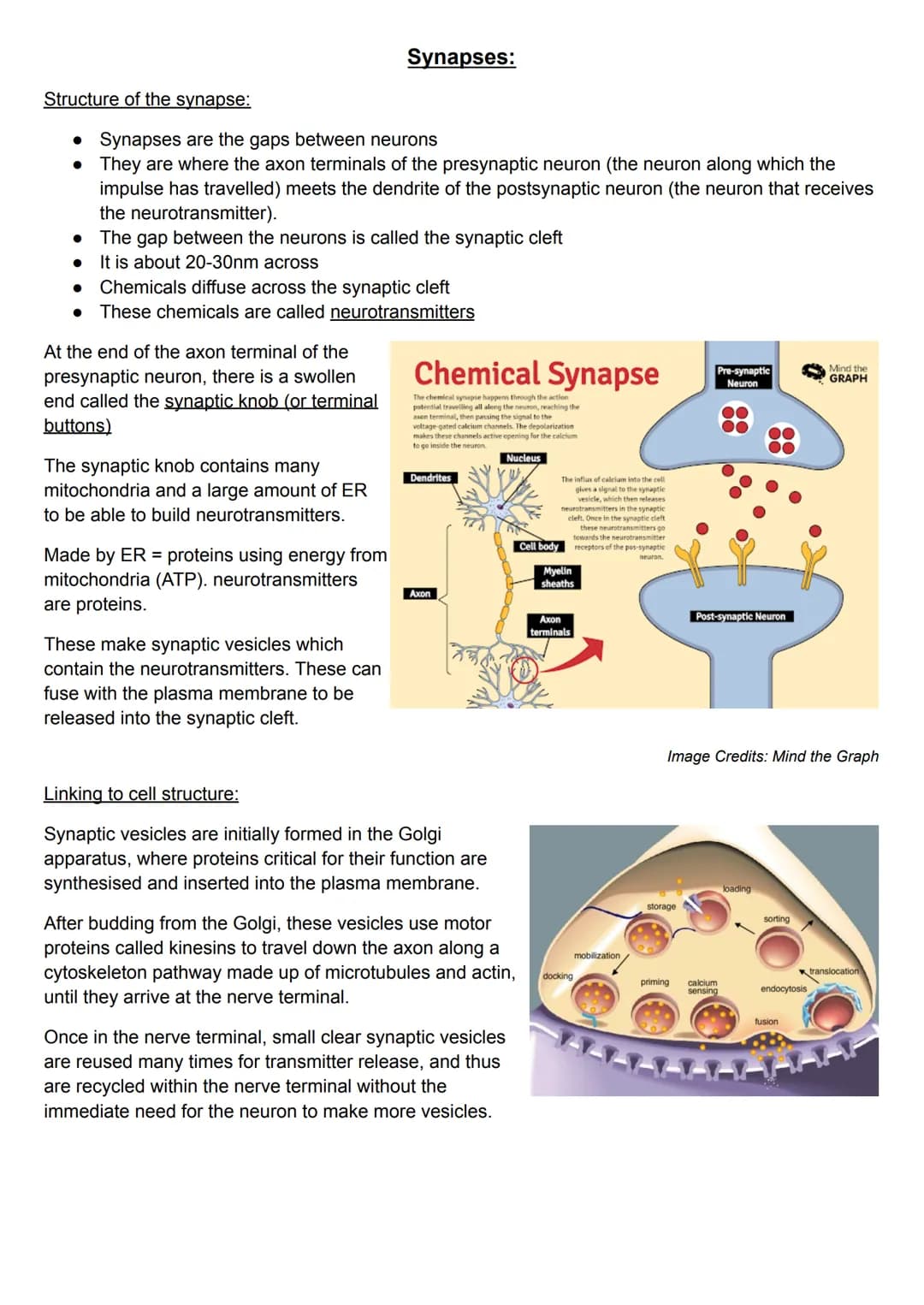 Structure of the synapse:
• Synapses are the gaps between neurons
●
They are where the axon terminals of the presynaptic neuron (the neuron 