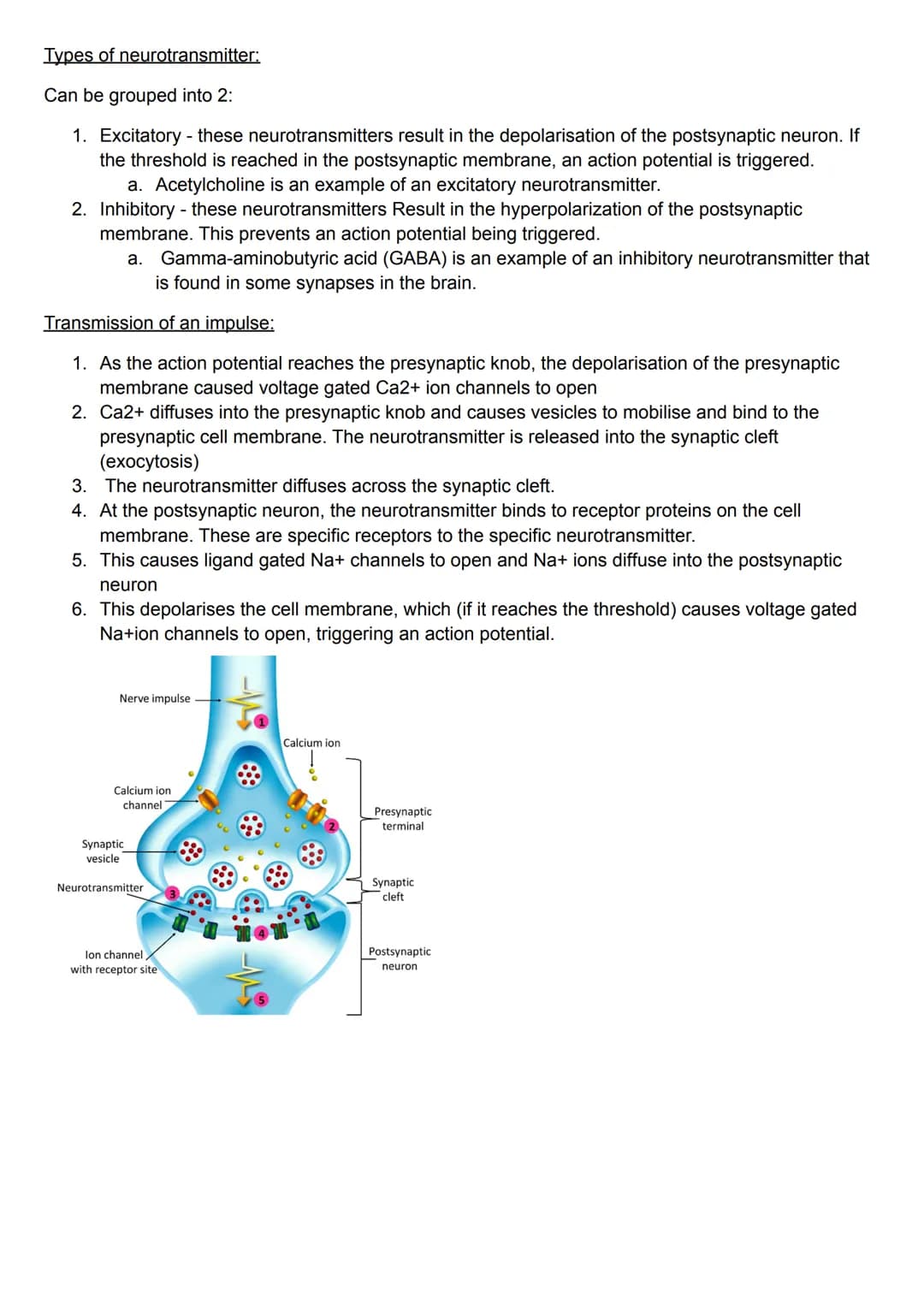 Structure of the synapse:
• Synapses are the gaps between neurons
●
They are where the axon terminals of the presynaptic neuron (the neuron 