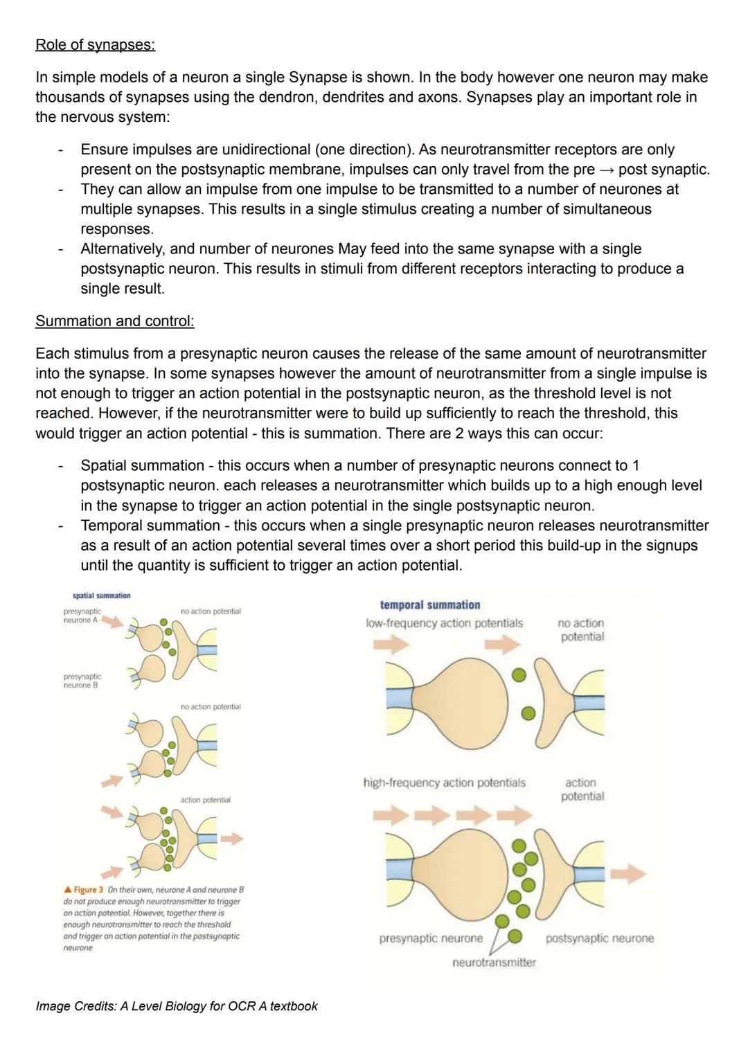 Structure of the synapse:
• Synapses are the gaps between neurons
●
They are where the axon terminals of the presynaptic neuron (the neuron 