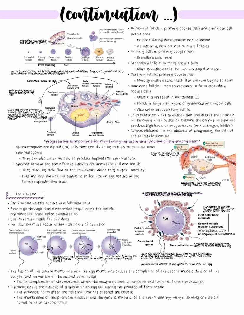 Reproduction Anatomy
Male Reproductive Anatomy
Pathway for sperm during ejaculation
• Seminiferous tubules (in testes) where sperm initially