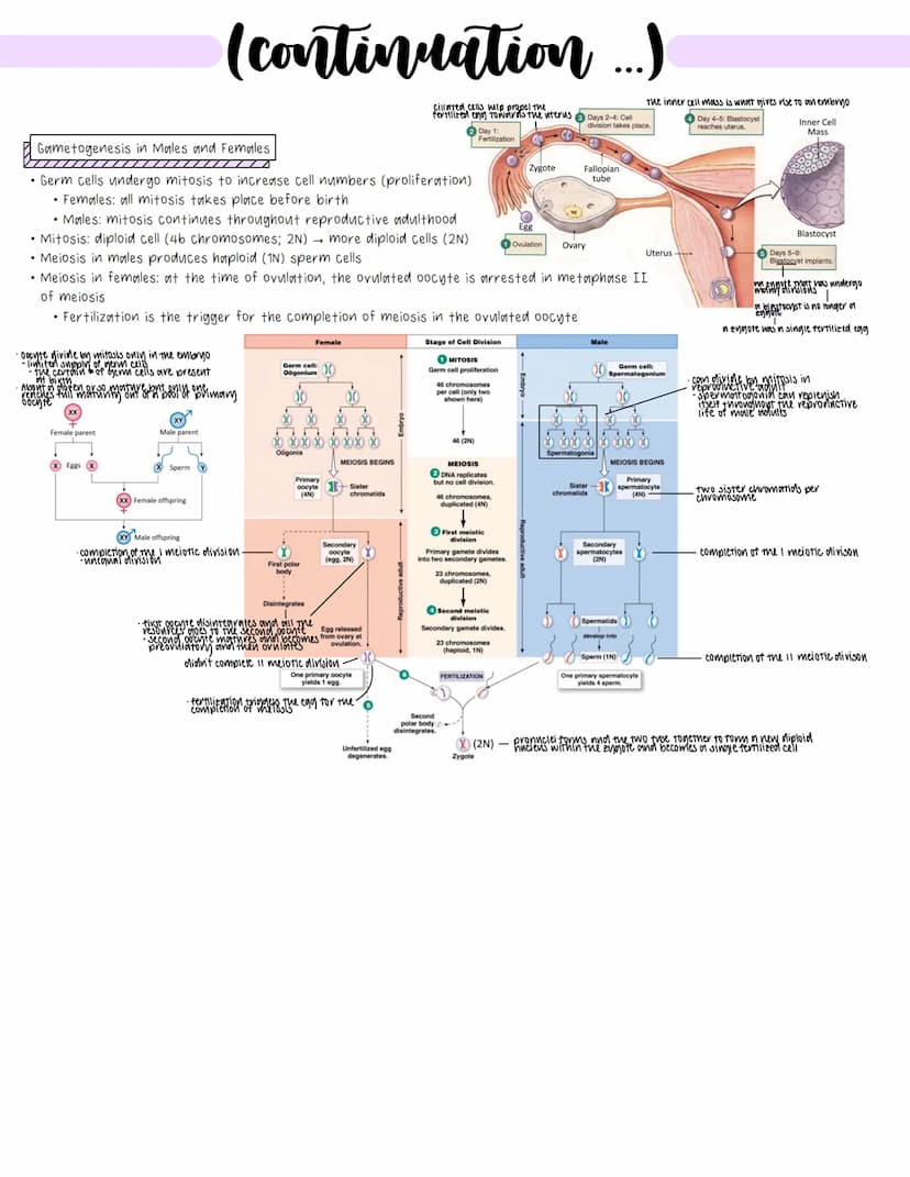 Reproduction Anatomy
Male Reproductive Anatomy
Pathway for sperm during ejaculation
• Seminiferous tubules (in testes) where sperm initially