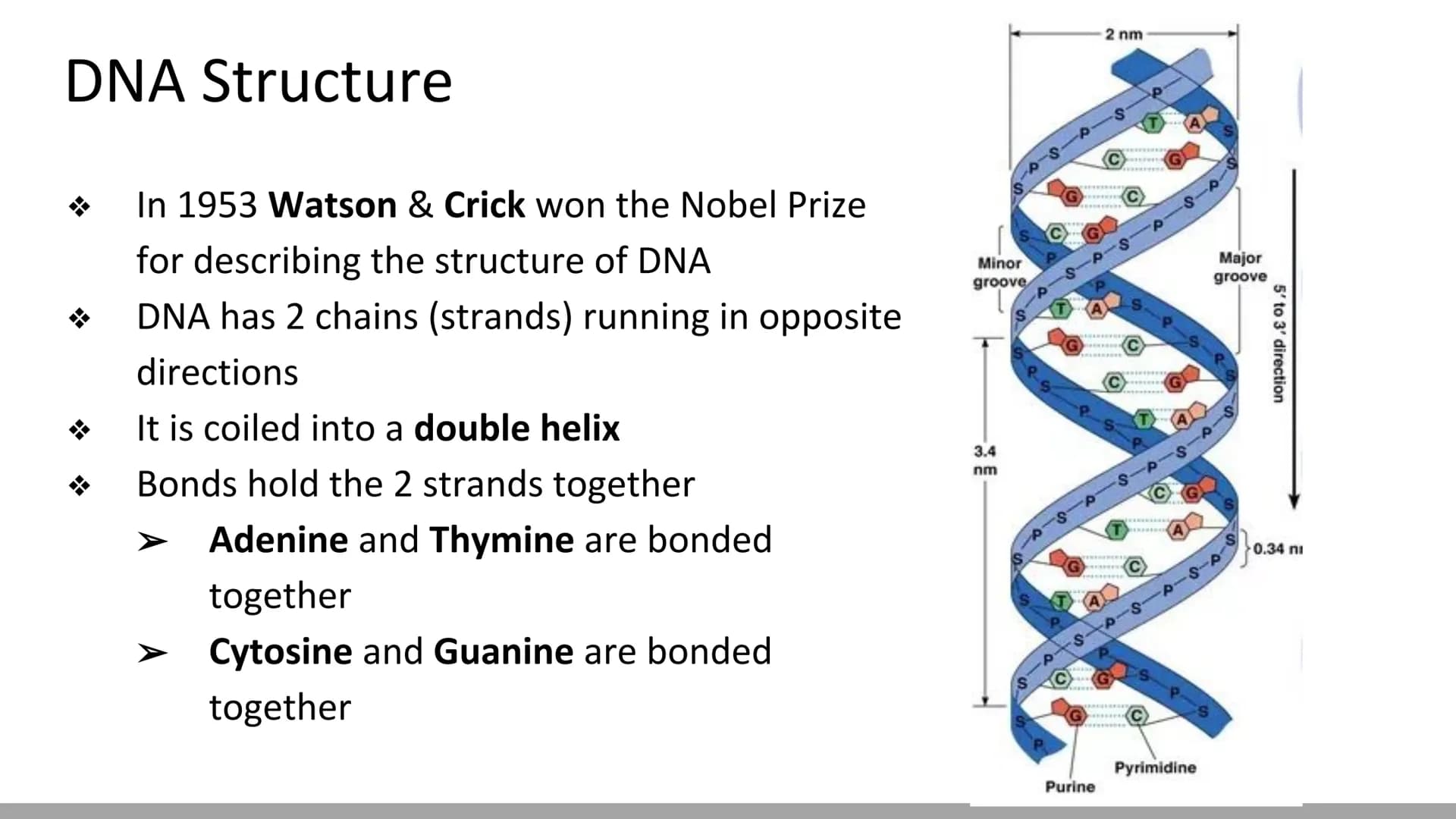 DNA Structure & Function
Biology X Discovery of DNA (Miescher & Griffith)
DNA was first described in 1869 by chemist, Johannes
Miescher
He k