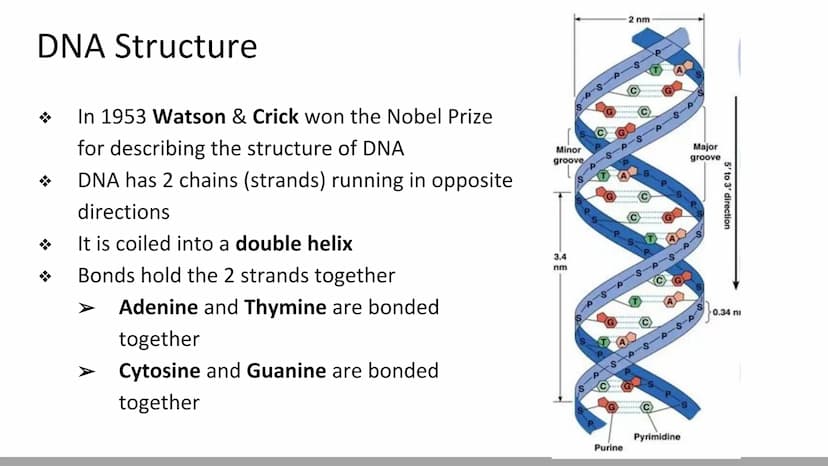 DNA Structure & Function
Biology X Discovery of DNA (Miescher & Griffith)
DNA was first described in 1869 by chemist, Johannes
Miescher
He k