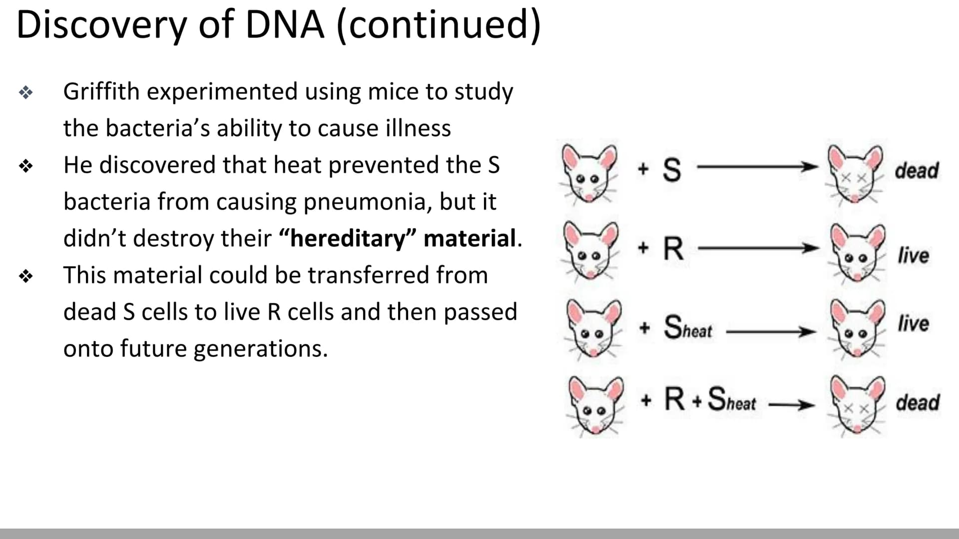 DNA Structure & Function
Biology X Discovery of DNA (Miescher & Griffith)
DNA was first described in 1869 by chemist, Johannes
Miescher
He k