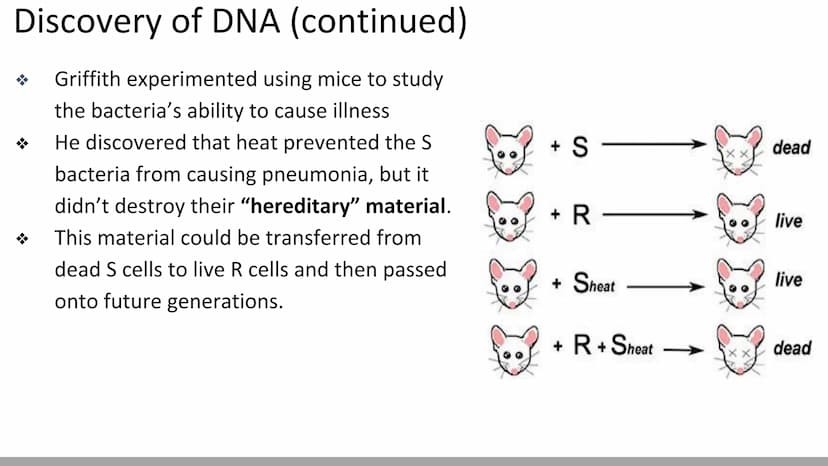 DNA Structure & Function
Biology X Discovery of DNA (Miescher & Griffith)
DNA was first described in 1869 by chemist, Johannes
Miescher
He k