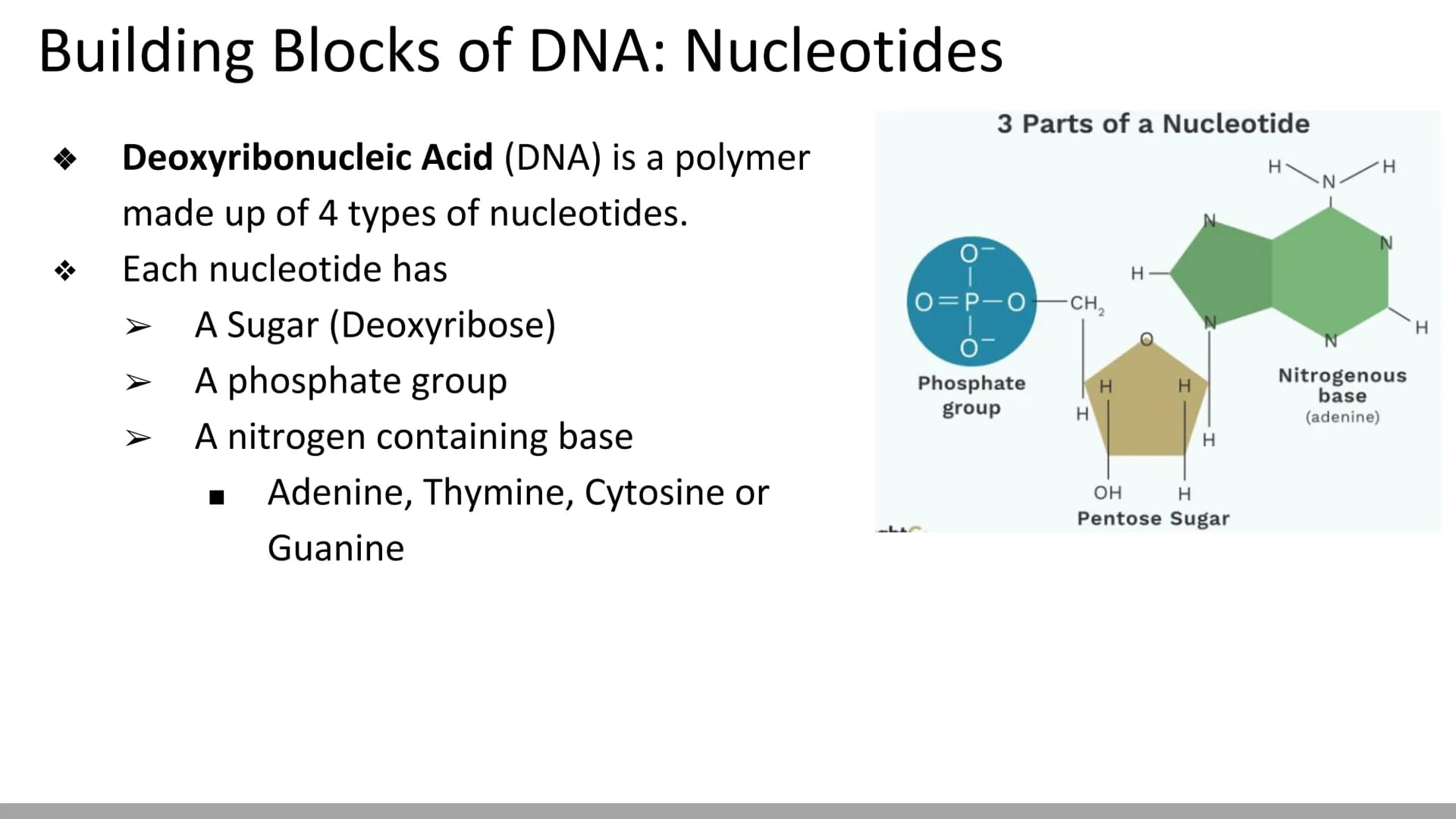 DNA Structure & Function
Biology X Discovery of DNA (Miescher & Griffith)
DNA was first described in 1869 by chemist, Johannes
Miescher
He k